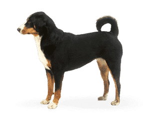 Race de chien Bouvier Appenzellois