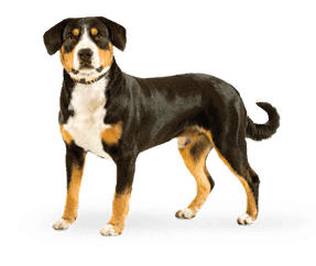 Bouvier de l’Entlebuch