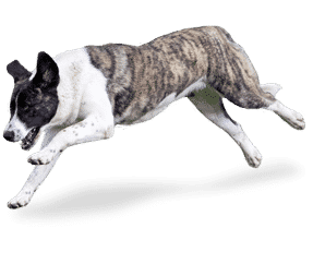 Bouvier de l’Alentejo