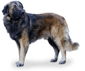 Chien de la serra estrela