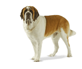Saint Bernard