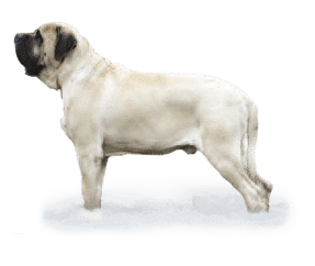 Race de chien Mastiff
