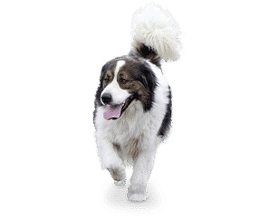 Chien de berger du massif du Kras