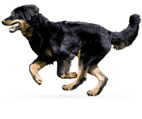 Race de chien Hovawart