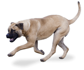 Race de chien Dogue de Majorque
