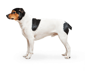 Chien de Ferme Danois et Suédois