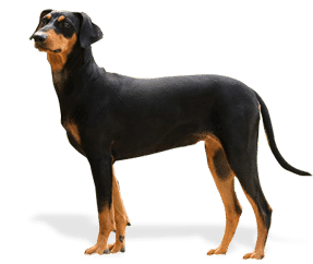 Race de chien Pinscher moyen