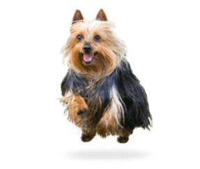 Silky terrier