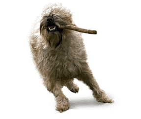 Soft coated wheaten terrier