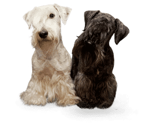 Terrier Tchèque