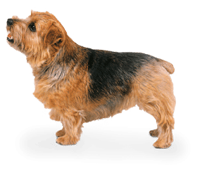 Terrier du Norfolk