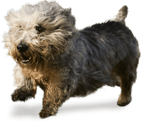 Terrier Glen d’Imaal