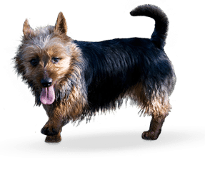 Terrier Australien
