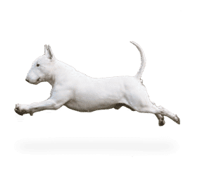 Race de chien Bull terrier