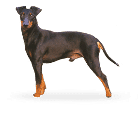 Terrier de Manchester