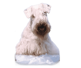 Sealyham terrier