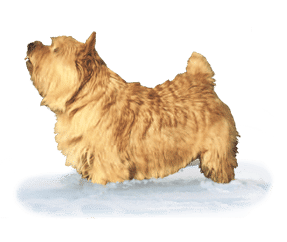 Norwich terrier