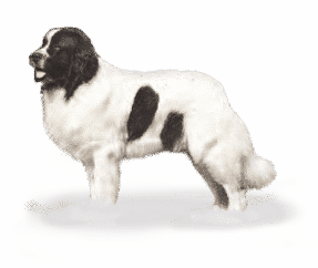 Landseer