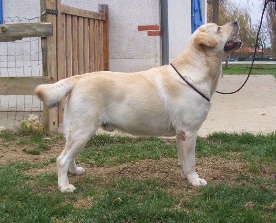 EARL DU JARDIN DES OLIVIERS - Image 4