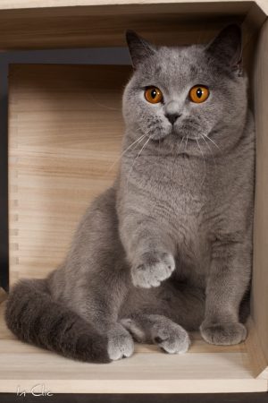 CRAMPETTE MAGALI - Image 1
