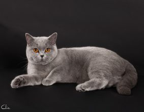 CRAMPETTE MAGALI