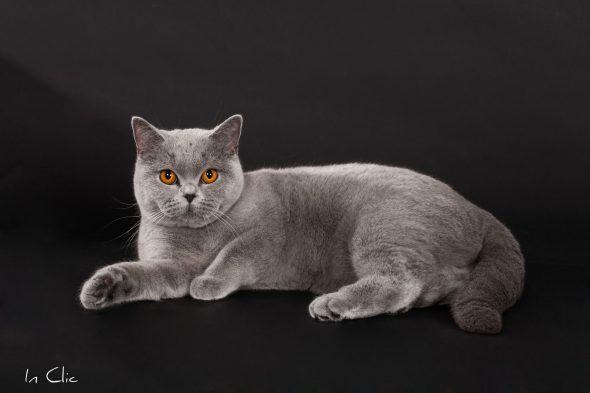 CRAMPETTE MAGALI - Image 2