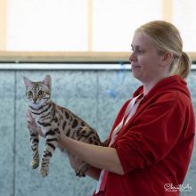 Bengal Wild Cat
