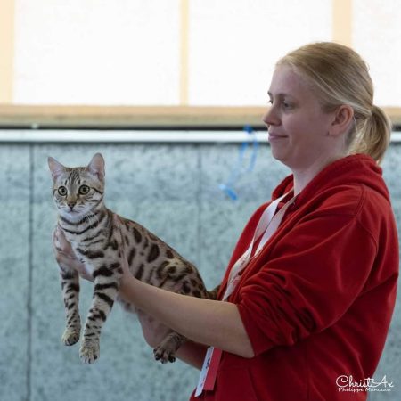 Bengal Wild Cat - Image 4