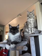 Les Chatons de Zaïa