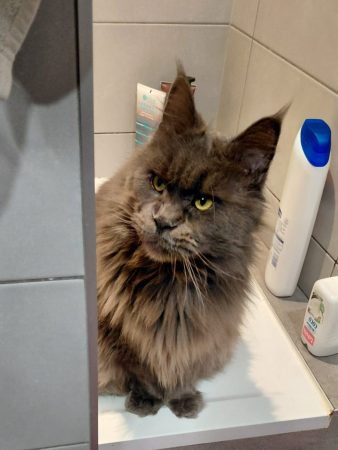 CHATTERIE DES NOELLYCAT COONS - Image 7