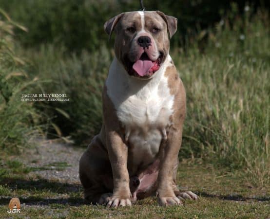 JAGUAR BULLY KENNEL - Image 5
