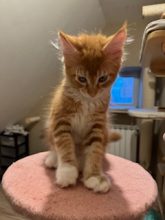 CHATTERIE DE CAVENON