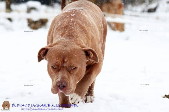 JAGUAR BULLY KENNEL - Image 13