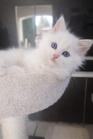 LITTLE LOVING PAWS - Image 6