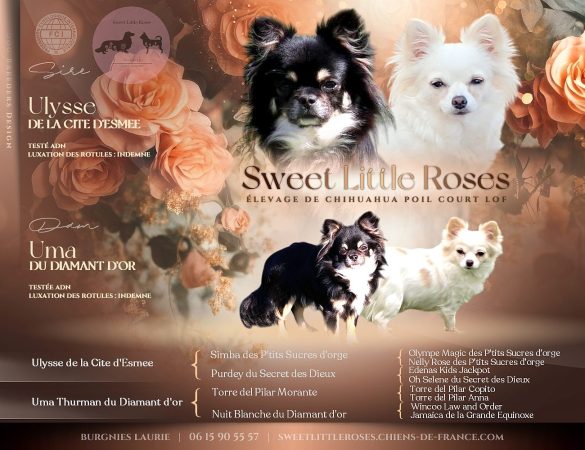 SWEET LITTLE ROSES - Image 2