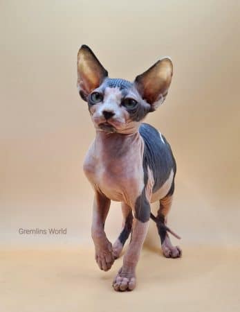 LA CHATTERIE GREMLINS WORLD - Image 9