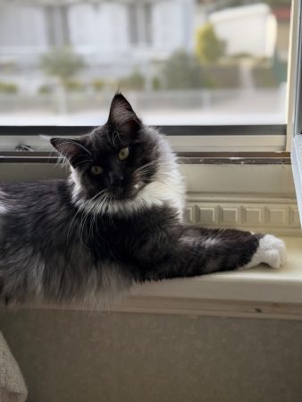 Les Chatons de Zaïa - Image 2
