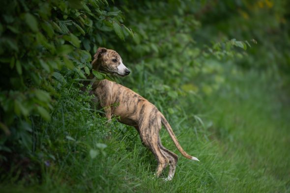 DES PLAINES DES BRUYERES – Whippet et Golden Retriever - Image 1