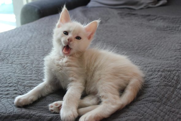 PLUME’S LITTLEPAWS - Image 31