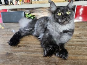 LES LYNX DE LA SEILLE