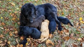 LES LABRADOODLES DE LA JOIE DES ANGES