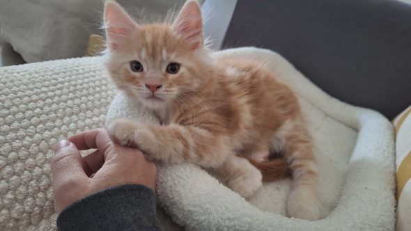 Little Lion - Image 8