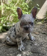 BEAUTY FRENCHY BULLY