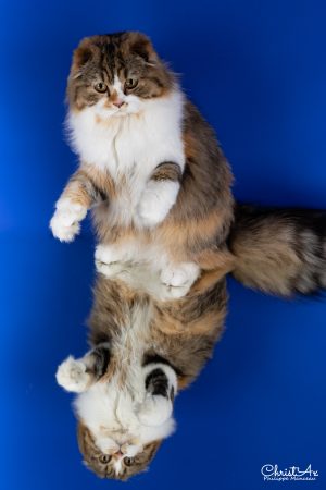 CHATTERIE DE SKOTTY CAT - Image 1