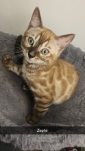 BENGAL IN LUXURY