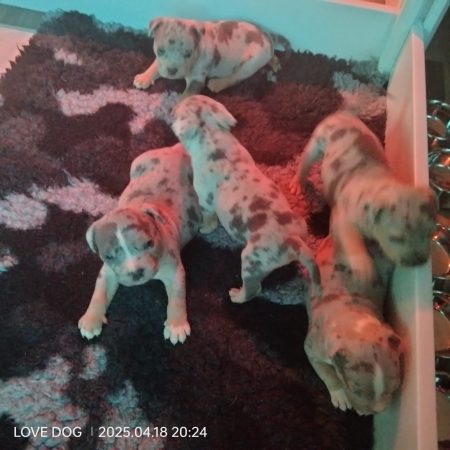 Love is a DOG - Image 11