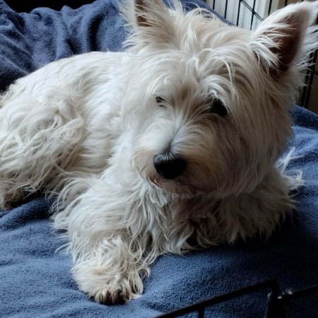 BRICHET CAROLE - Image 7