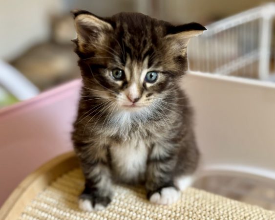 CHATTERIE MEWDIE KATT - Image 17
