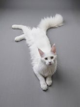 Chatterie Des Ombres Douces