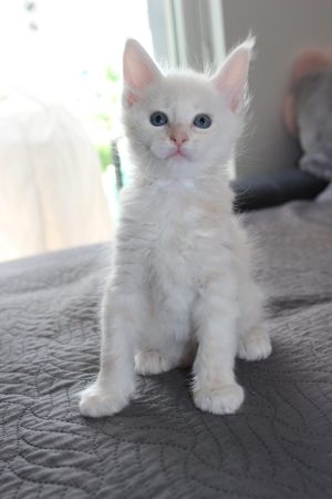 PLUME’S LITTLEPAWS - Image 28